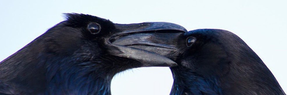griddleharkism's profile banner image