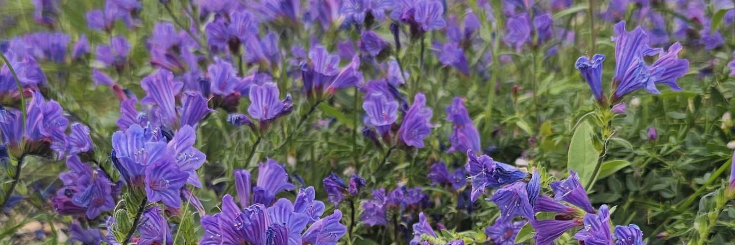Kitsunhe's profile banner image