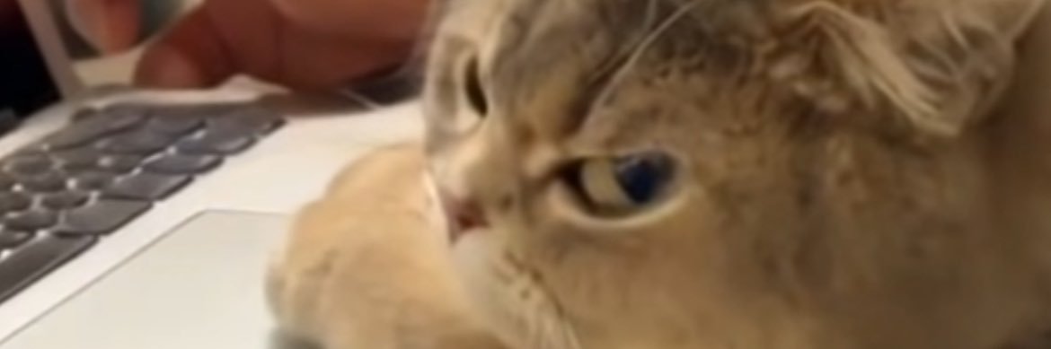 The bobs (ENDED) banner