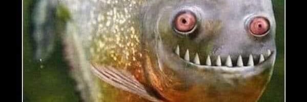 Daniel Boćkowski banner