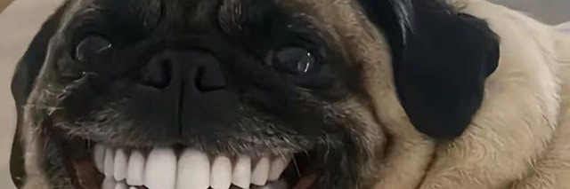 honghong 🐶 banner