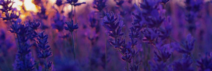Timothygarvi's profile banner image
