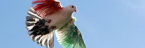 انوار جابر الأحمد banner