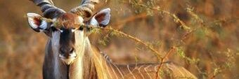 kunaizwi's profile banner image