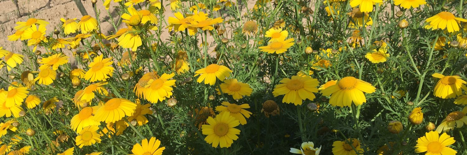 Mercè Gisbert banner