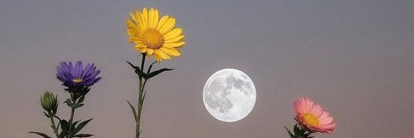 aaeriday Profile Banner