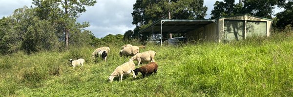 codingo_ Profile Banner