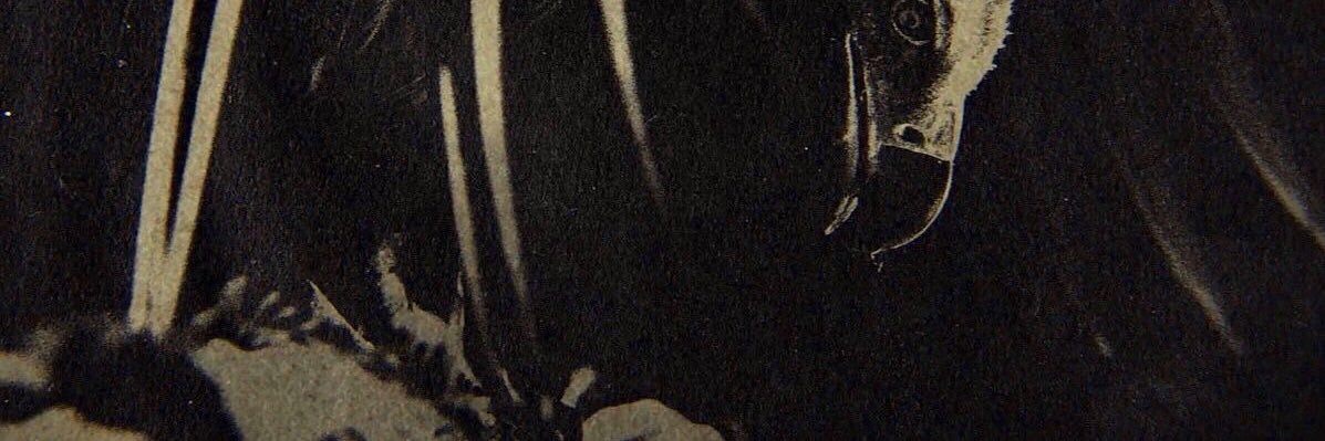 IMAG0NR's profile banner image