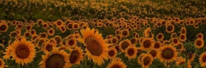 amortentiapera's profile banner image