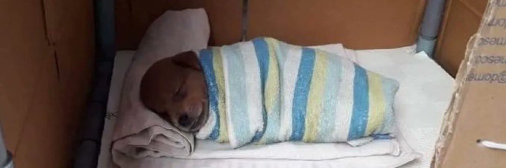 부 (ᐡ- ﻌ •ᐡ) banner