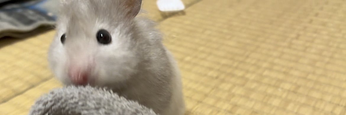 𝒑𝒊𝒏𝒐 banner