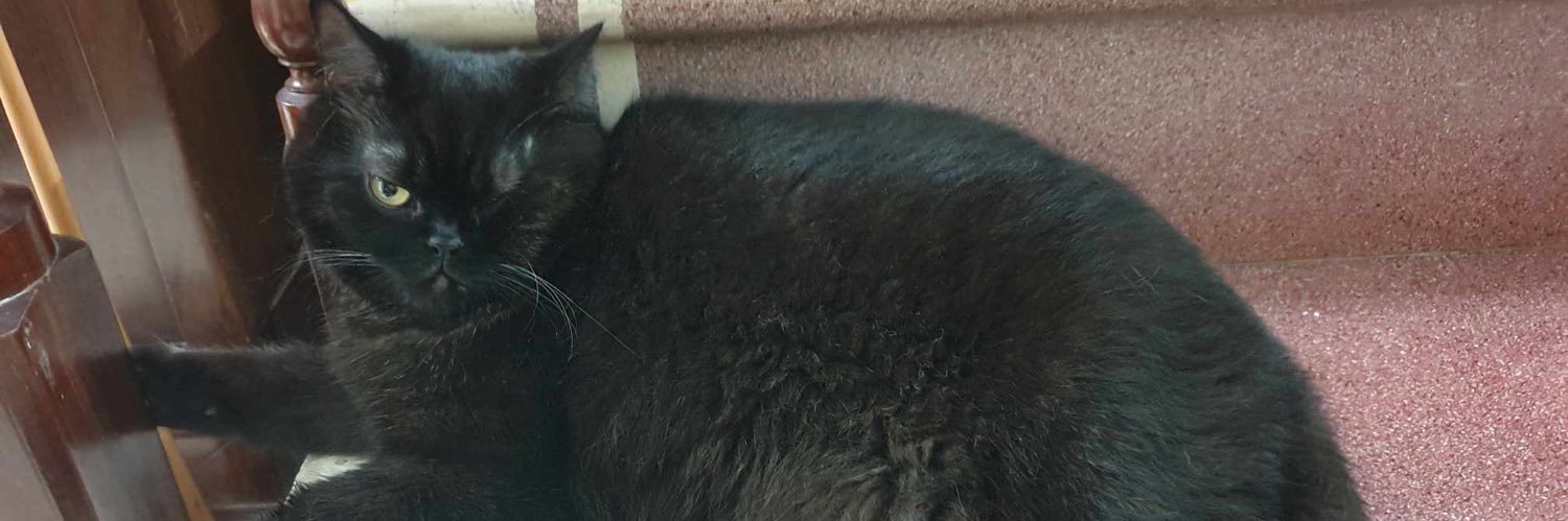 𝓕𝓪𝓵𝓵𝓮𝓷 banner