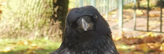 Crowboy banner