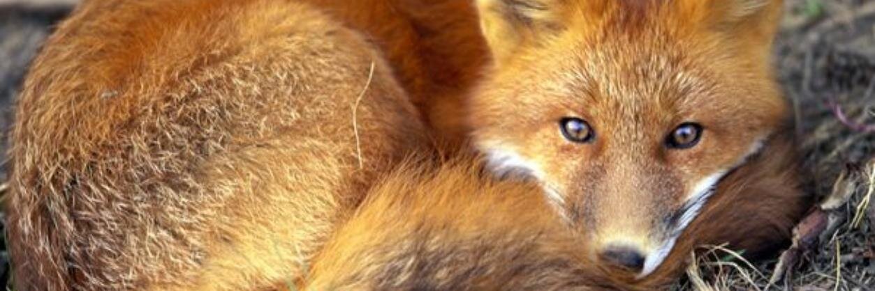 FoxAndGooseW5's profile banner image
