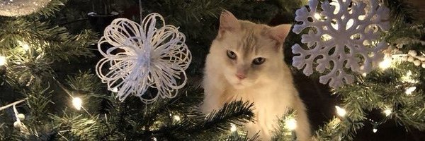 junopirata Profile Banner