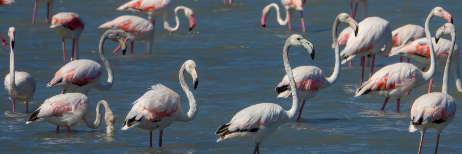 Carmen Ferrándiz banner