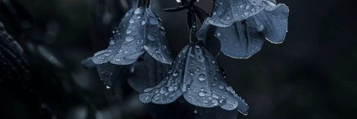 𝐇𝐚𝐝𝐞𝐬 banner