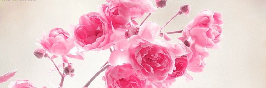SobuzSystems's profile banner image