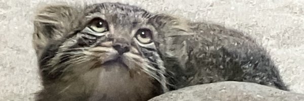 mitaka_doooon Profile Banner