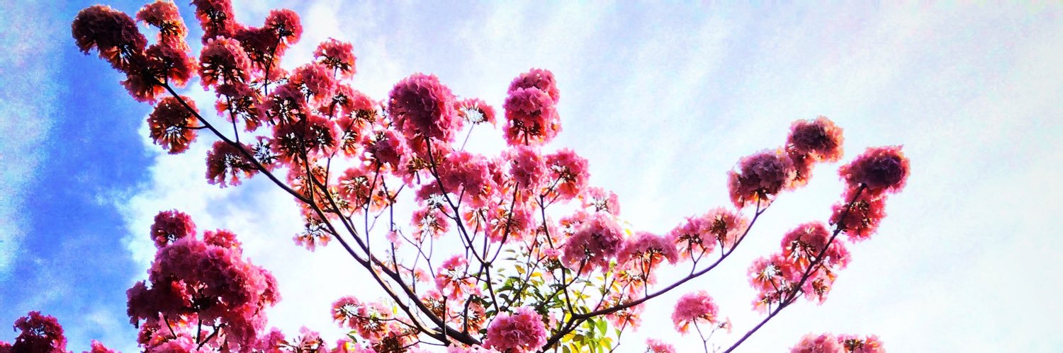 danimoreno's profile banner image