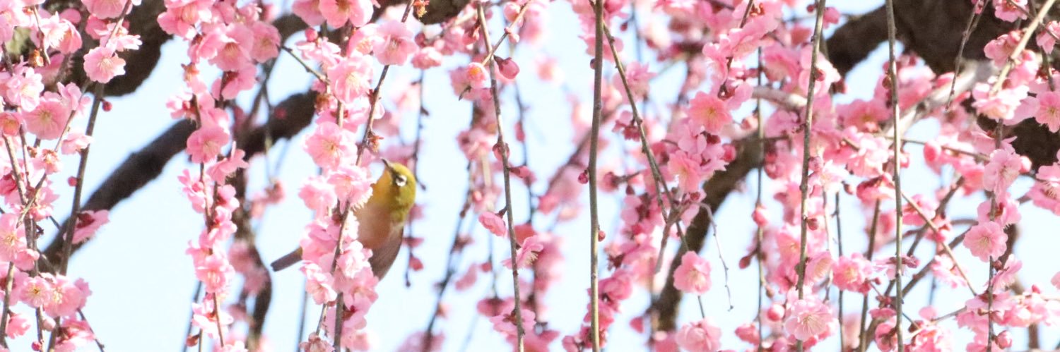 ametotan's profile banner image