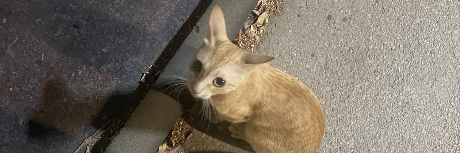 فرفری💖🐈 banner