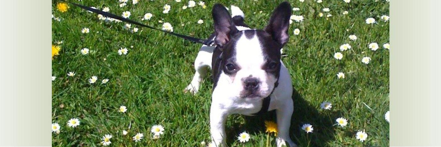 SeattleViewHomes banner