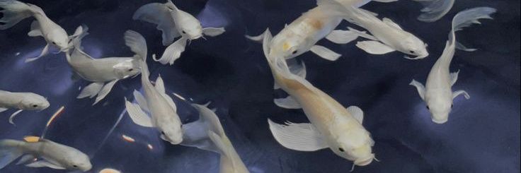 vveenecia's profile banner image