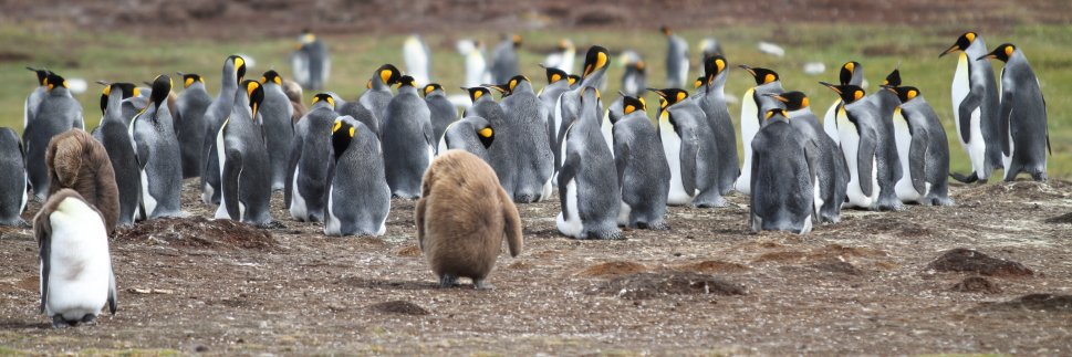 さいたまのオウサマペンギン🐧 banner