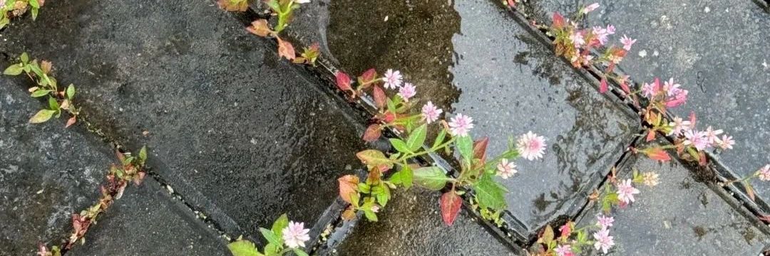 victor, your friendly ops banner