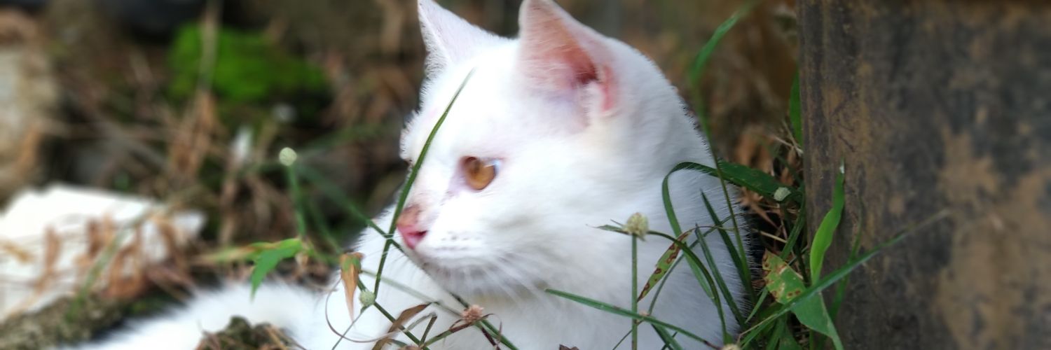 pawskingdom_'s profile banner image