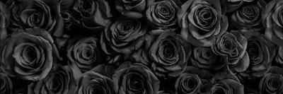 Desiree Kane (She/They) banner