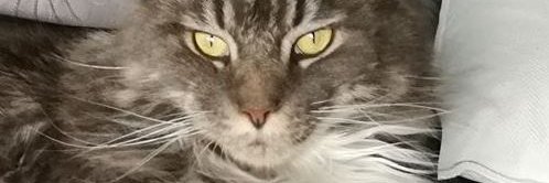 VierelaTimppa's profile banner image