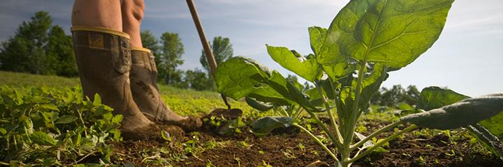 Maine Farmland Trust banner