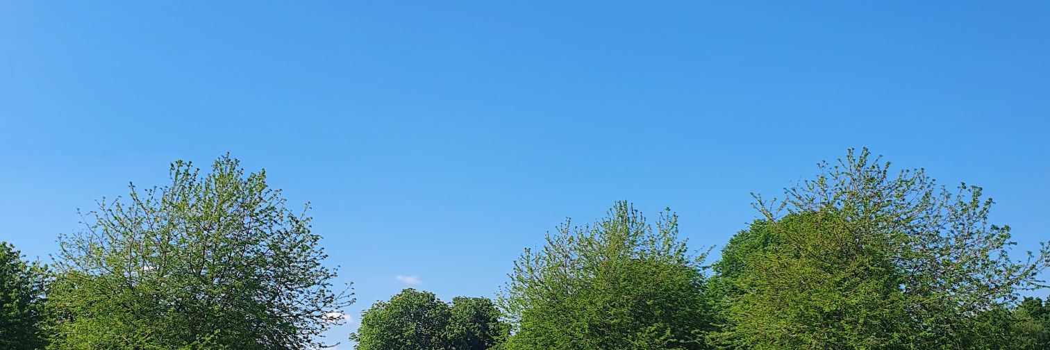 still2ines's profile banner image