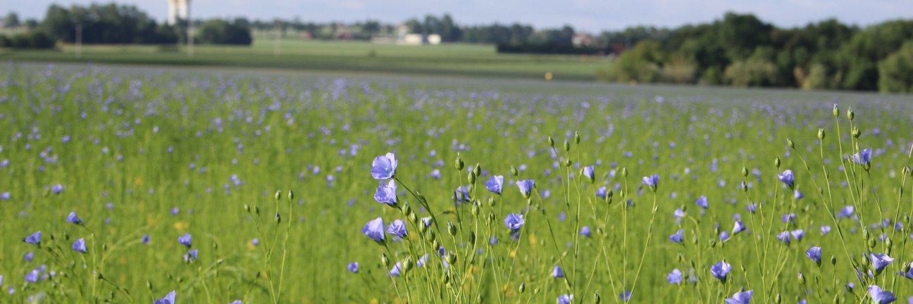 Indicateur Flandres banner