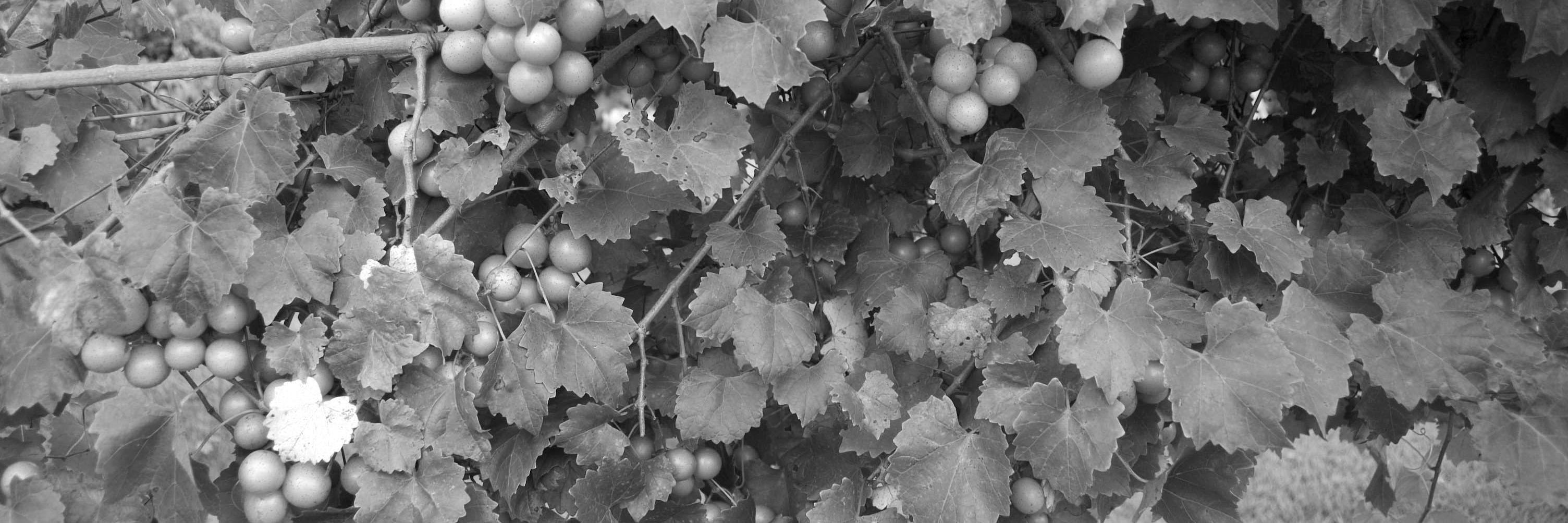 debbiecampbell's profile banner image