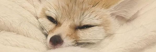 LiikaaRanuja's profile banner image
