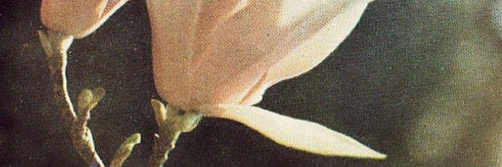 fyngharad's profile banner image
