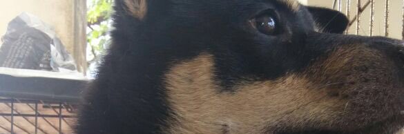 thehocuspocus's profile banner image