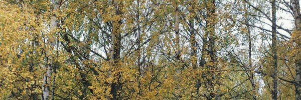 BodinMinna Profile Banner