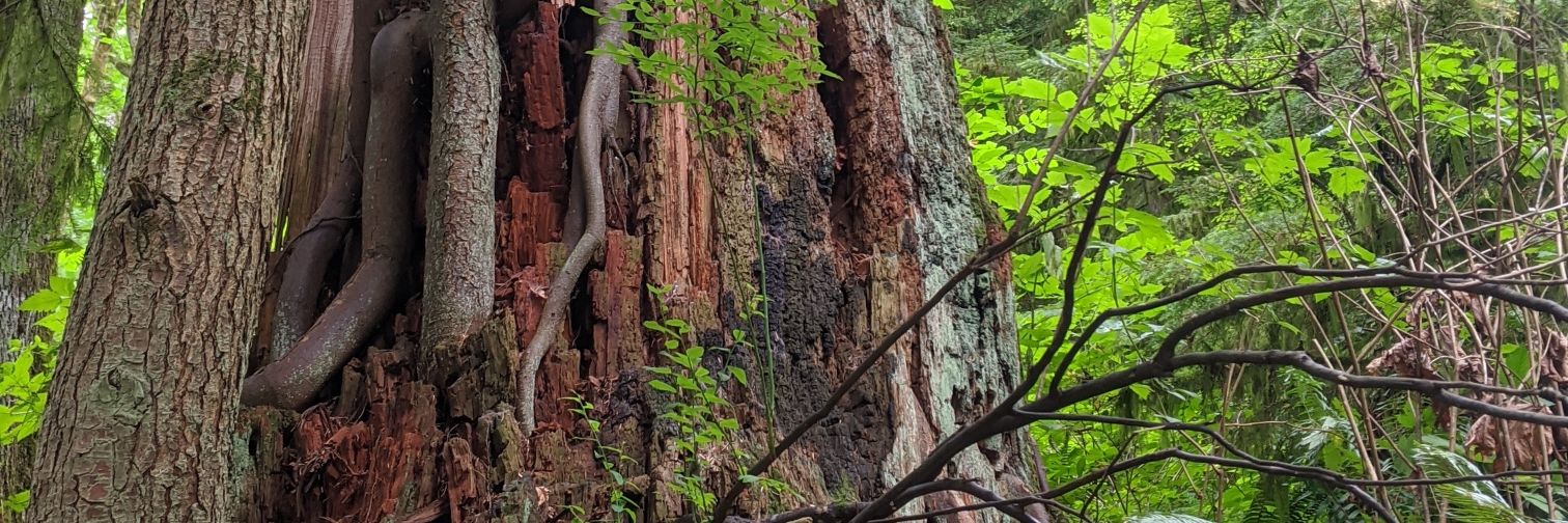 Anna Zaleska 🇺🇦🌻 banner