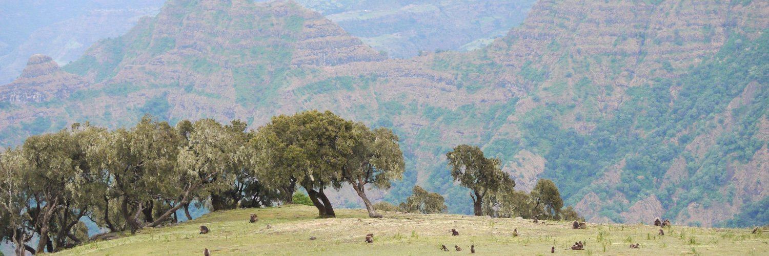 Alison Vincent CBE banner