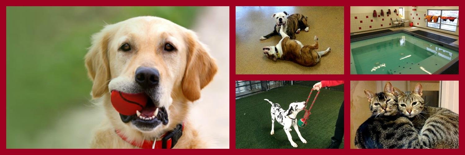 Boston Red Dog banner