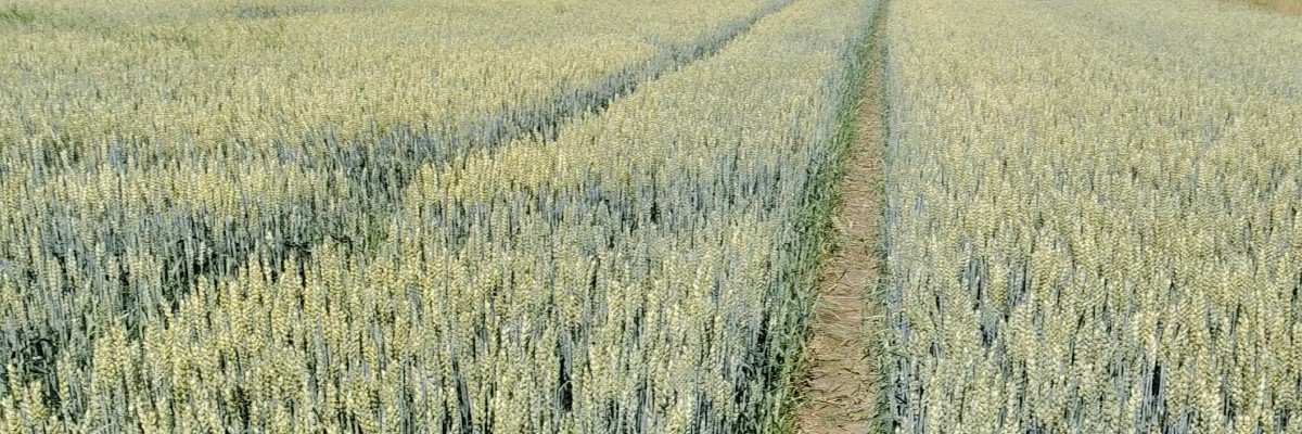 pasi5384's profile banner image