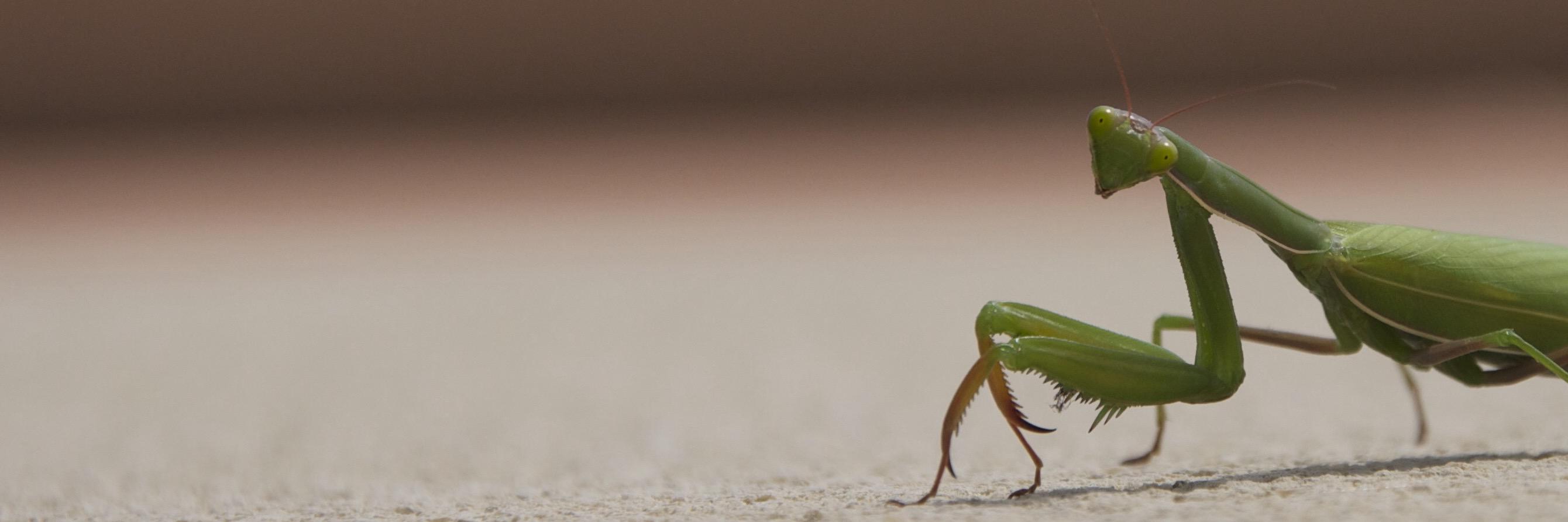 Geeko_Forensic banner