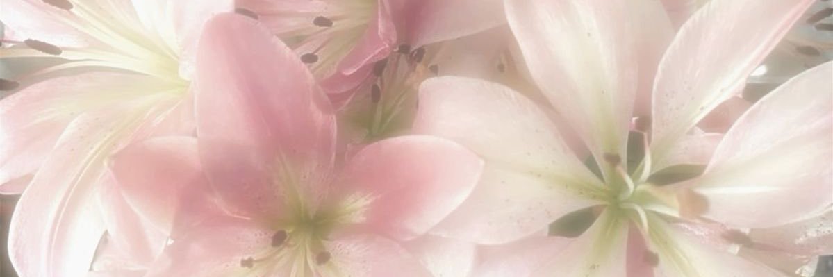 kkamaori's profile banner image