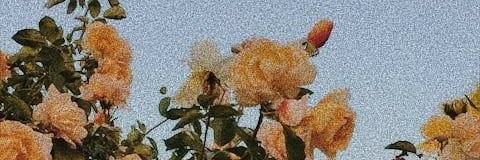 noeliia_ds's profile banner image