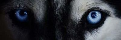 Fox999M's profile banner image