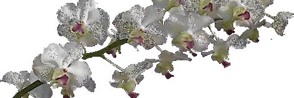 vvevveve Profile Banner